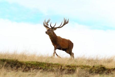 red-stag-3-1024x683